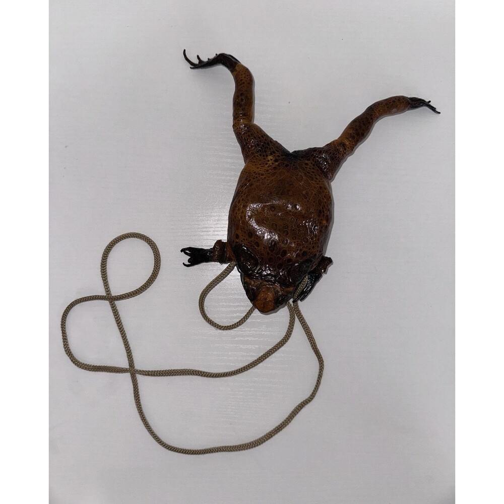 Preserved Taxidermy Frog Hide Specimen with Cord Lanyard, 8 in